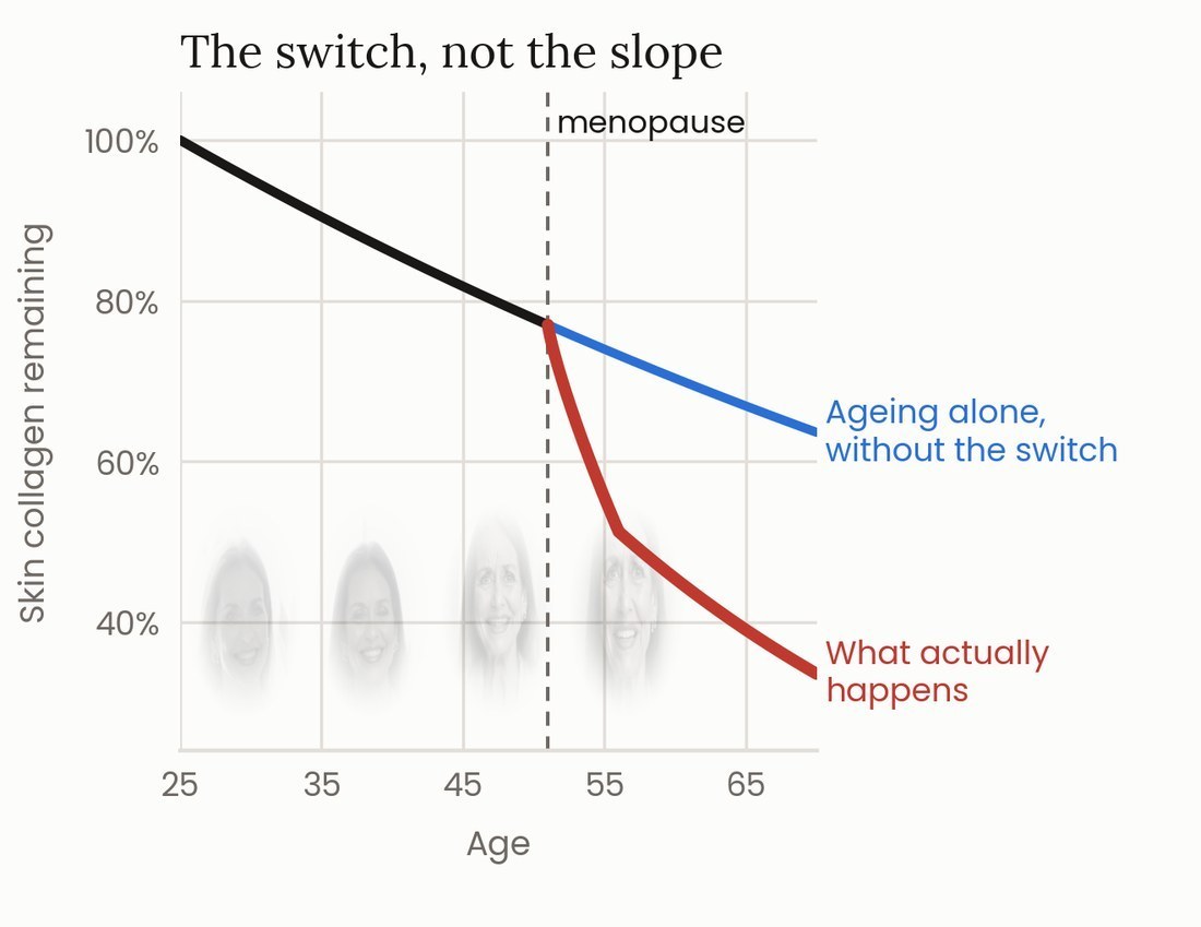Chart comparing two curves of skin collagen remaining by age: a gradual decline labelled 'ageing alone, without the switch' and a much steeper drop after menopause labelled 'what actually happens'